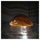 Amber with Insect Inclusion - 60ct