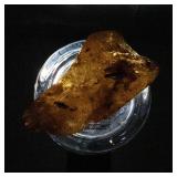 Amber with Insect - 146 ct Natural Amber Specimen