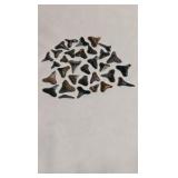 FOSSILIZED, SHARK TEETH.