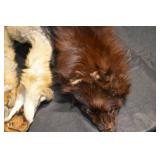 Fur Pelts - Assorted Hides in Black, Gray, Tan & Brown for Crafting