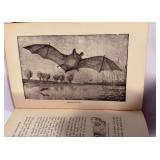 By Sea-Shore, Wood & Moorland - Peeps at Nature, Edward Step, 3rd Ed.