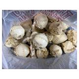 Collection of Christmas Tree Ornaments Assorted Colors and Decorative Ivory Set