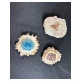 Collection of 3 Fossils with Tooth and Ammonite Designs