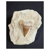 Collection of 3 Fossils with Tooth and Ammonite Designs