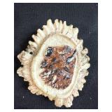 Collection of 3 Fossils with Tooth and Ammonite Designs