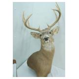 Buck Mount 10pt. 15" Spread