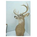 Buck Mount 10pt. 15" Spread