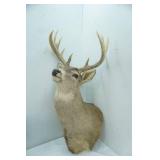 Buck Mount 11pt. 14.75" Spread