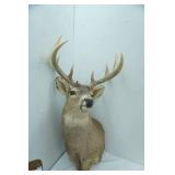 Buck Mount 11pt. 14.75" Spread