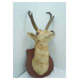 Antelope Mount. 11" long Antlers