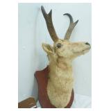 Antelope Mount. 11" long Antlers