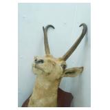 Antelope Mount. 11" long Antlers