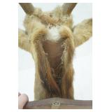 Antelope Mount. 11" long Antlers