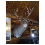 Non Typical Deer Mount