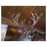 Non Typical Deer Mount
