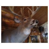 Non Typical Deer Mount