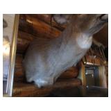 Non Typical Deer Mount