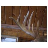 Non Typical Deer Mount