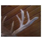 Non Typical Deer Mount