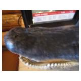 Alligator Head Mount