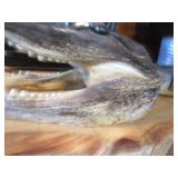 Alligator Head Mount