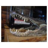 Alligator Head Mount