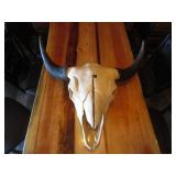 Bison Skull