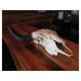 Bison Skull