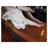 Bison Skull