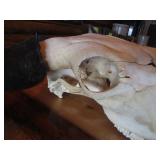 Bison Skull