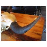 Bison Skull