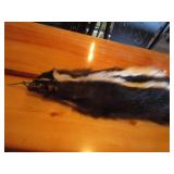 (2) Skunk Pelts