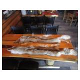 (2) Coyote Pelts