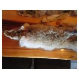 (2) Coyote Pelts