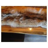 (2) Coyote Pelts