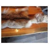 (2) Coyote Pelts