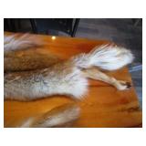 (2) Coyote Pelts