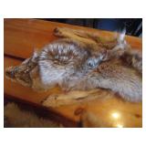 (2) Coyote Pelts