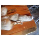 (2) Fox Pelts