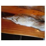 (2) Coyote Pelts