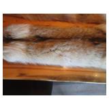 (2) Coyote Pelts