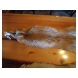 (2) Coyote Pelts