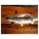 Badger Pelt & ?Tail