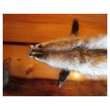 Badger Pelt & ?Tail