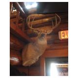 Deer Head Mount