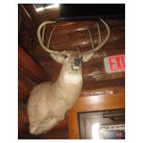 Deer Head Mount