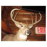 Deer Head Mount