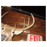 Deer Head Mount