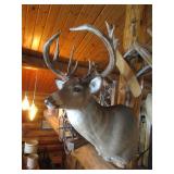 Deer Head Mount (Very Thick Rack)