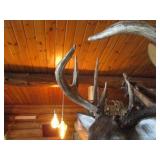 Deer Head Mount (Very Thick Rack)